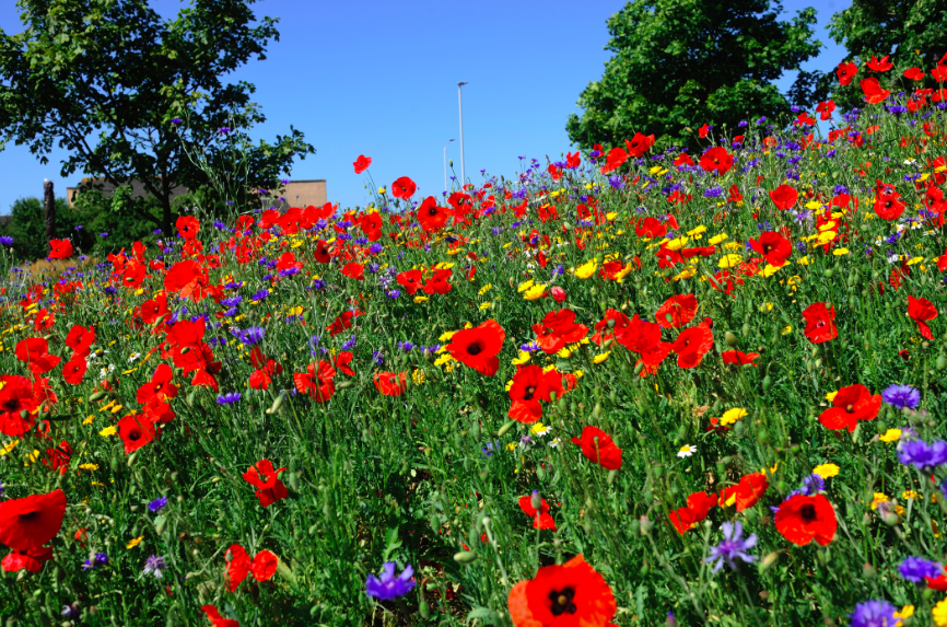 North Cross wildflower meadow to be bigger and better The Devon Daily